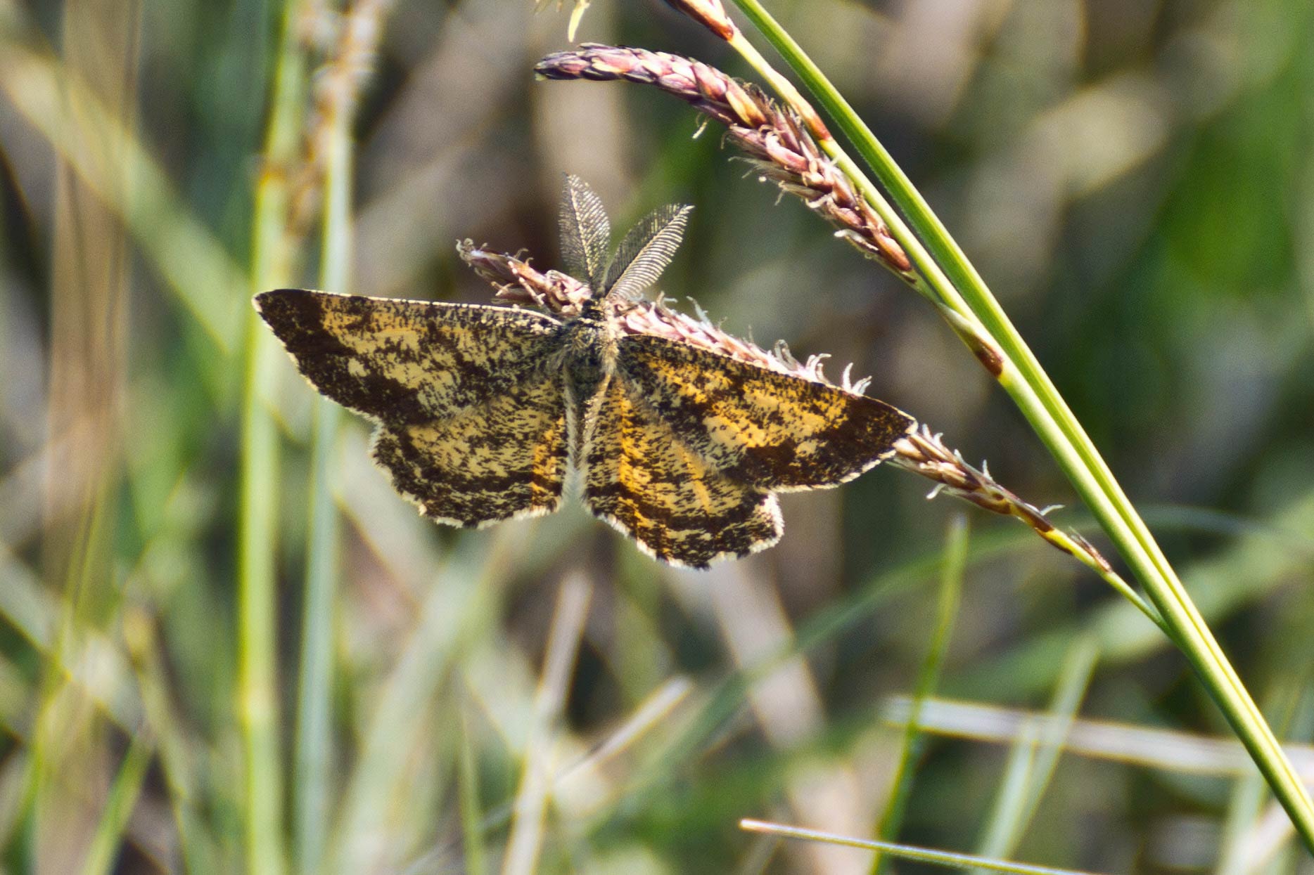 Da identificare -  Ematurga atomaria